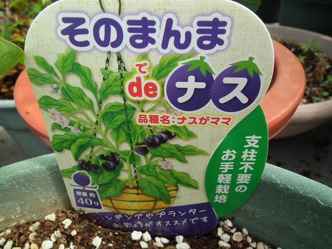 小ナス栽培の鉢植え ナスがママ を植えてみる ガーデニングラボ 鉢植え栽培のすすめ