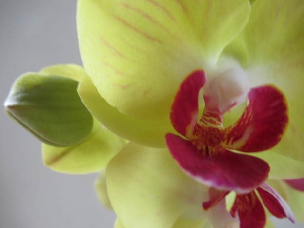 胡蝶蘭の開花期間が長い このミディー咲きタイプを購入した理由は ガーデニングラボ 鉢植え栽培のすすめ