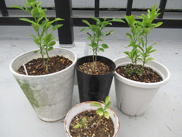 グレープフルーツの種から発芽 育て方はアゲハ対策が必至です ガーデニングラボ 鉢植え栽培のすすめ